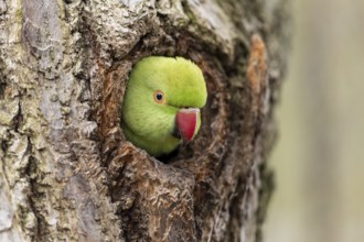 Rose-ringed parakeet (Psittacula krameri) looking out of its breeding den, wildlife, Germany,