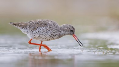 Redshank (Tringa totanus) Snipe bird, searching for food in the mud, shallow water zone, Toledo,