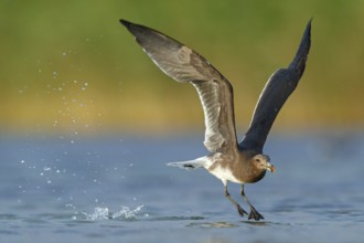 Hemprich's Gull, (Larus hemprichii), medium sized, rusty brown, flight photo, Raysut, Salalah,