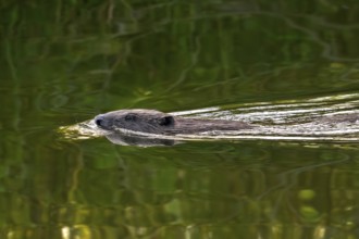Eurasian beaver, European beaver (Castor fiber) swimming in stream in summer