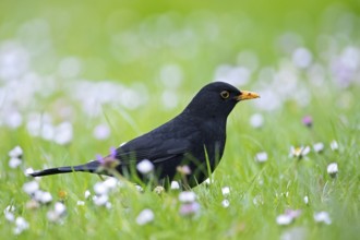 Common blackbird, Eurasian blackbird (Turdus merula) male foraging in grassland, meadow