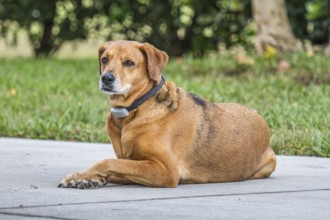 Pet dog with invisible fence collar lying on sidewalk in residential area of Green Cove Springs,