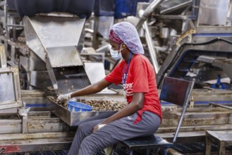KAJU, cashew factory. Employees picking out the whole nuts from the shells on a conveyor belt,