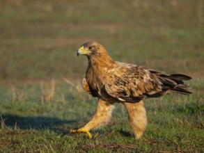Spanish imperial eagle (Aquila adalberti), El Millaron Imperial Eagle Hid, Salorino, Extremadura