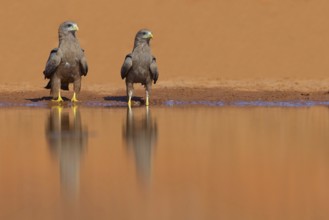 Black Kite, (Milvus aegyptius), Morgan Kunda lodge / road to Kat, Jajari, North Bank, Gambia,