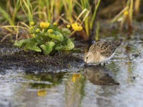 Temminck's Stint (Calidris temminckii), foraging at edge of stream, Finnmark, Norway, Europe