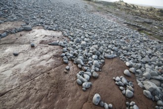 Attrition and abrasion on the wave cut platform as pebbles are rounded and transported, Watchet,