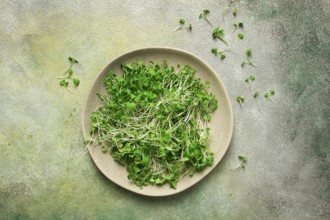 Fresh micro-greenery, on a plate, top view, no people