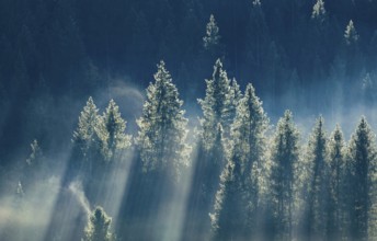 Fog and forest in Oberägeri in the canton of Zug, Switzerland, Europe