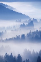 Fog and forest in Oberägeri in the canton of Zug, Switzerland, Europe