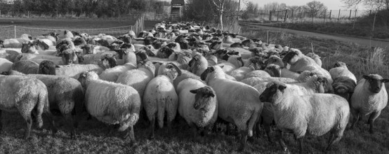 Black-headed domestic sheep (Ovis gmelini aries) penned for loading on the pasture in the early