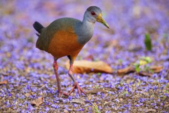Grey-necked wood rail (Aramides cajanea) Pantanal Brazil