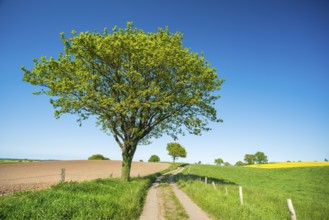 Field path leads through typical landscape with rolling hills, fields and trees under a blue sky in