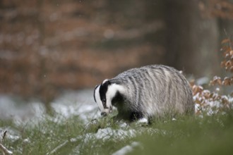 Badger in the snow, Wittlich, Rhineland-Palatinate, Germany, Europe