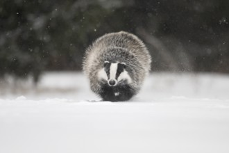 Badger in the snow, Wittlich, Rhineland-Palatinate, Germany, Europe