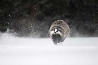 Badger in the snow, Wittlich, Rhineland-Palatinate, Germany, Europe
