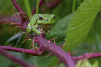 European tree frog (Hyla arborea, Rana arborea) sunning on prickly stem of bramble bush in spring,