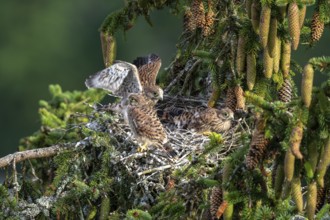 Common kestrel (Falco tinnunculus), young birds not yet ready to fly in the nest,