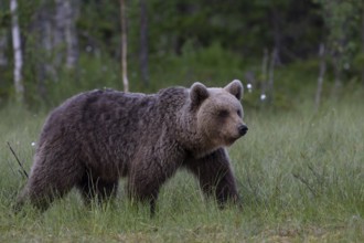 European brown bear, Karelia, Finland, Europe