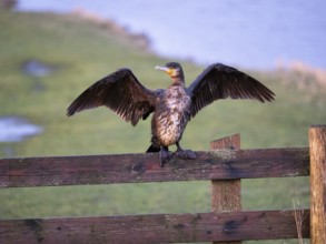 Great Cormorant (Phalacrocorax carbo), immature, sitting on wooden fence, drying its wings, island
