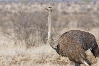 South African ostrich (Struthio camelus australis), adult female standing in dry grassland, alert,