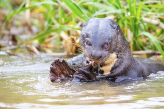 Giant otter (Pteronura brasiliensis) Pantanal Brazil