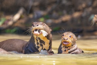 Giant otter (Pteronura brasiliensis) Pantanal Brazil