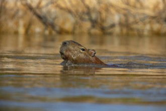 Capybara (Hydrochaeris hydrochaeris) Pantanal Brazil