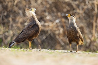 Crested caracara (Polyborus plancus) Pantanal Brazil