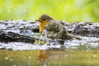 European robin (Erithacus rubecula) bathing Germany