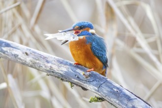 Kingfisher (Alcedo atthis) wbl Germany