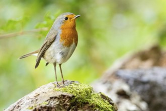European robin (Erithacus rubecula) Germany