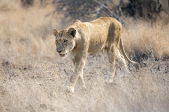Lion (Panthera leo), adult female, walking through dry grass, African savannah, Kruger National