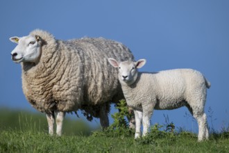 Ewe with lamb on the dyke, Hauke-Haien-Koog, North Frisia, Schleswig-Holstein, Germany, Europe