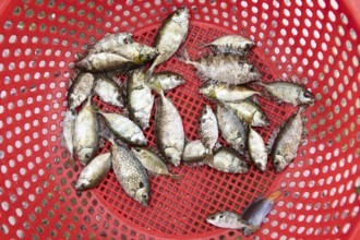 Freshly caught fish from Lan Ha Bay lying in a red pastry basket, Halong Bay, Vietnam, Asia