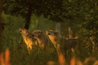 Wolf (Canis lupus), three wolves howling at sunrise, summer, Germany, Europe