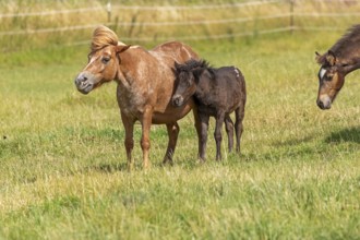 Horses, ponies, foals, pasture, Burgstemmen, Lower Saxony, Germany, Europe