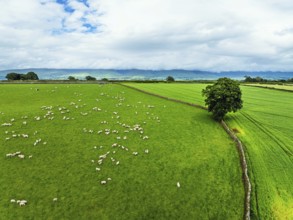 Farms and Fields over River Eden and River Eamont from a drone, Cumbria, England, United Kingdom,