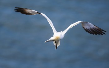 Northern Gannet, Morus bassanus, bird in flight over sea, Bempton Cliffs, North Yorkshire, England,
