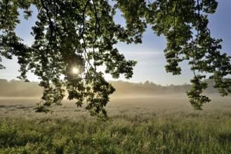 Morning sun over a grassy landscape in the fog, Sonnenstern, North Rhine-Westphalia, Germany,