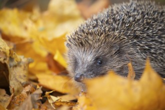 European hedgehog (Erinaceus europaeus) adult animal amongst fallen autumn leaves, England, United