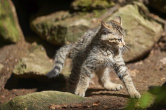 Close-up of European wildcat (Felis silvestris silvestris) kitten in spring in the bavarian forest