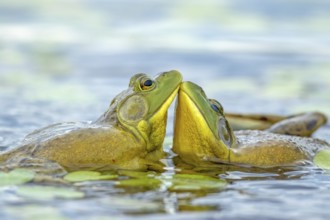 Bull frogs Lithobates catesbeianus. Male bull frogs fighting during the breeding season. La