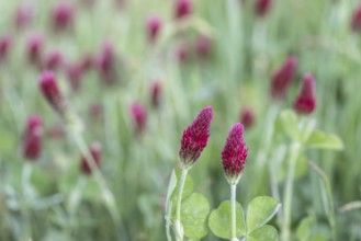 Incarnate clover (Trifolium incarnatum), Emsland, Lower Saxony, Germany, Europe