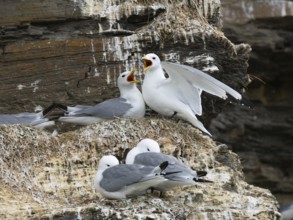 Black-legged kittiwake (Rissa tridactyla), greeting ceremony of pair at nest in breeding colony, on