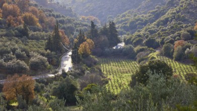 Small road winds through a forest and hills with lush vegetation in autumnal colours, vineyard,