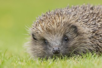 European hedgehog (Erinaceus europaeus) adult animal on a garden grass lawn, Suffolk, England,