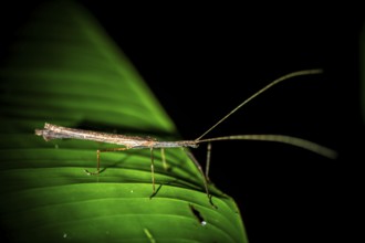 Stick insect (Phasmatodea) sitting on a leaf, at night in the tropical rainforest, Refugio Nacional
