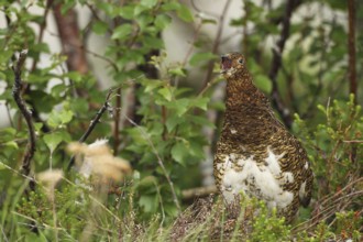 Willow ptarmigan (Lagopus lagopus) calling hen, Lofoten, Norway, Scandinavia, Europe