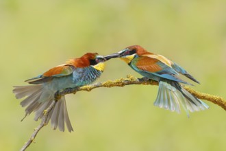 Bee-eater (Merops apiaster) pair arguing violently on a branch, couple, wildlife, animals, birds,